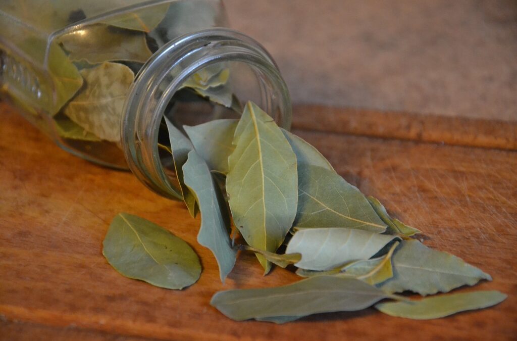 Laurel: La Hoja Sagrada de la Gastronomía y la Salud